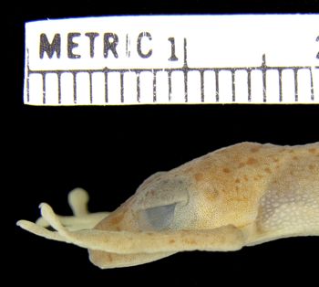 Media type: image; Herpetology A-94471